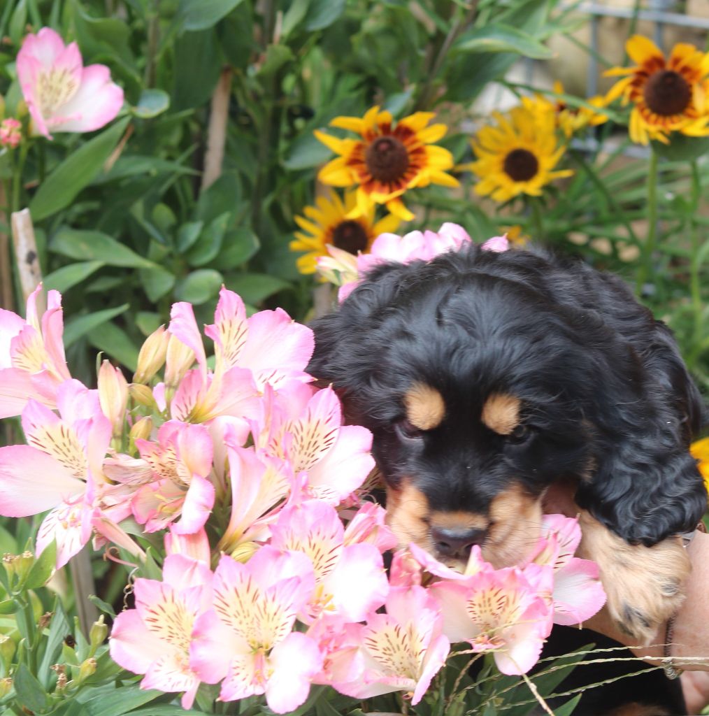 Adonis flammea des Fleurs de Garrigues