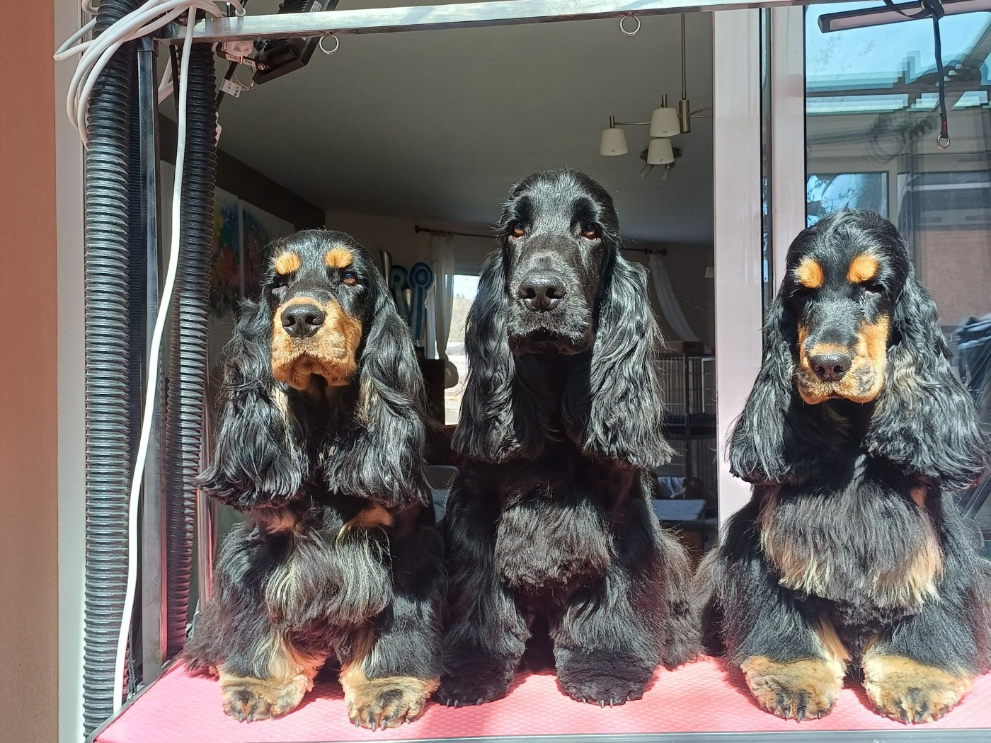 des Fleurs de Garrigues - PREPARATION NATIONALE D'ELEVAGE