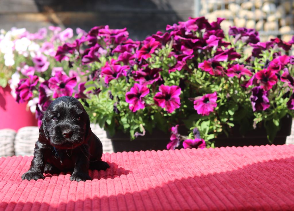 des Fleurs de Garrigues - ALTO - MALE 3 SEMAINES - DISPONIBLE