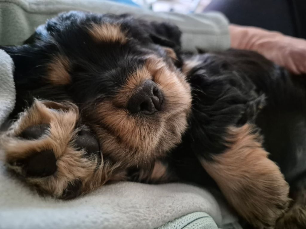 des Fleurs de Garrigues - CHIOTS DISPONIBLES