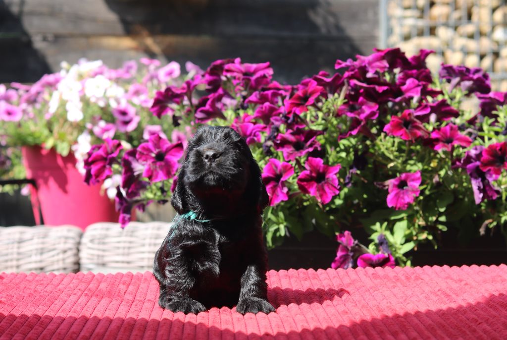 des Fleurs de Garrigues - ANIS - MALE 3 SEMAINES - DISPONIBLE
