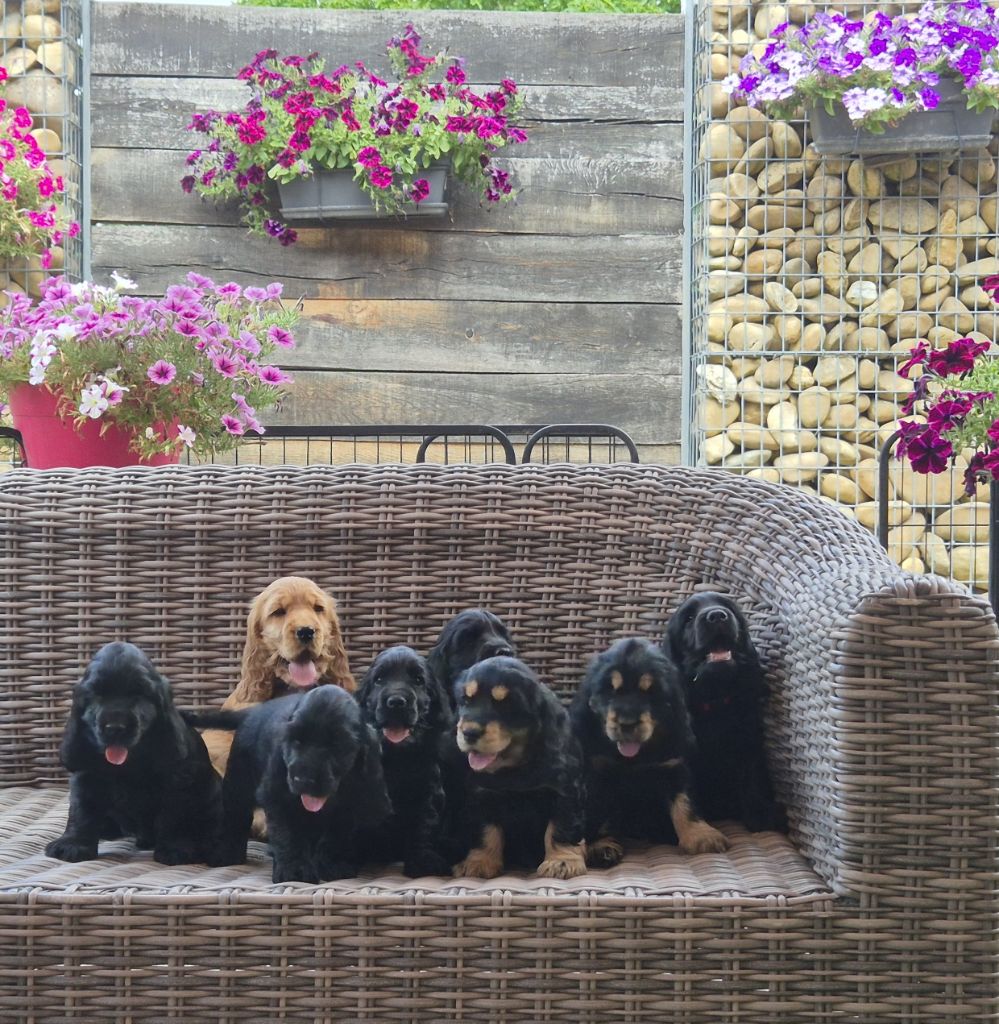 Chiot Cocker Spaniel Anglais des Fleurs de Garrigues