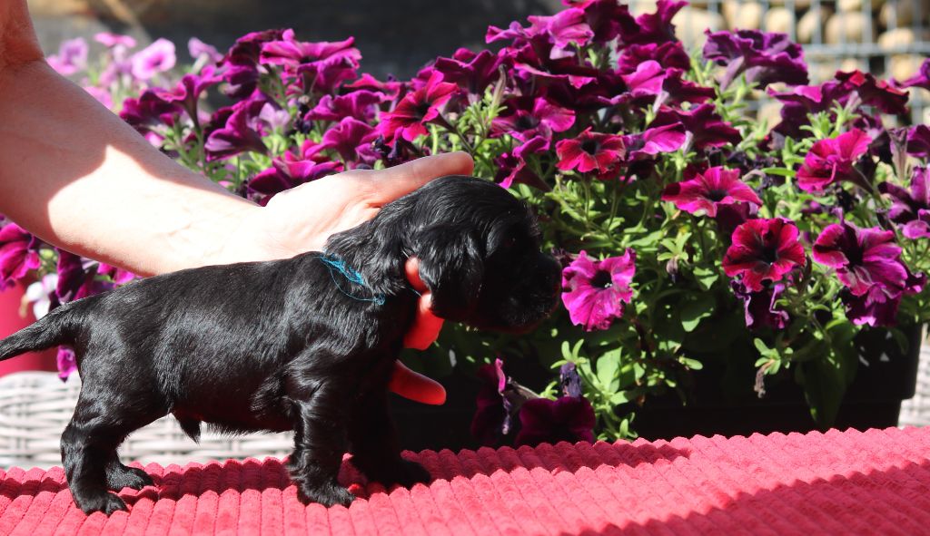 des Fleurs de Garrigues - Chiots disponibles - Cocker Spaniel Anglais
