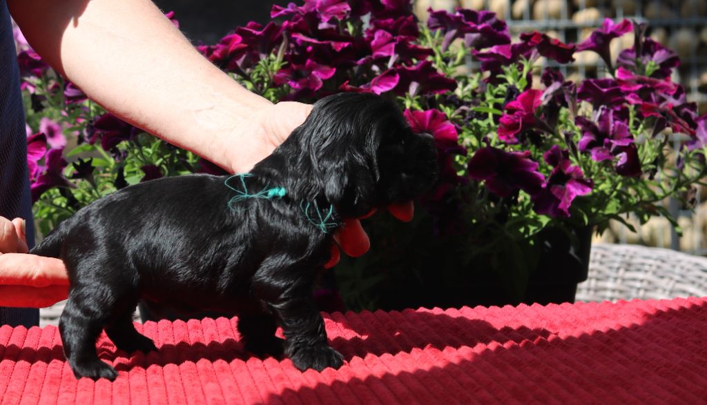 des Fleurs de Garrigues - Chiots disponibles - Cocker Spaniel Anglais
