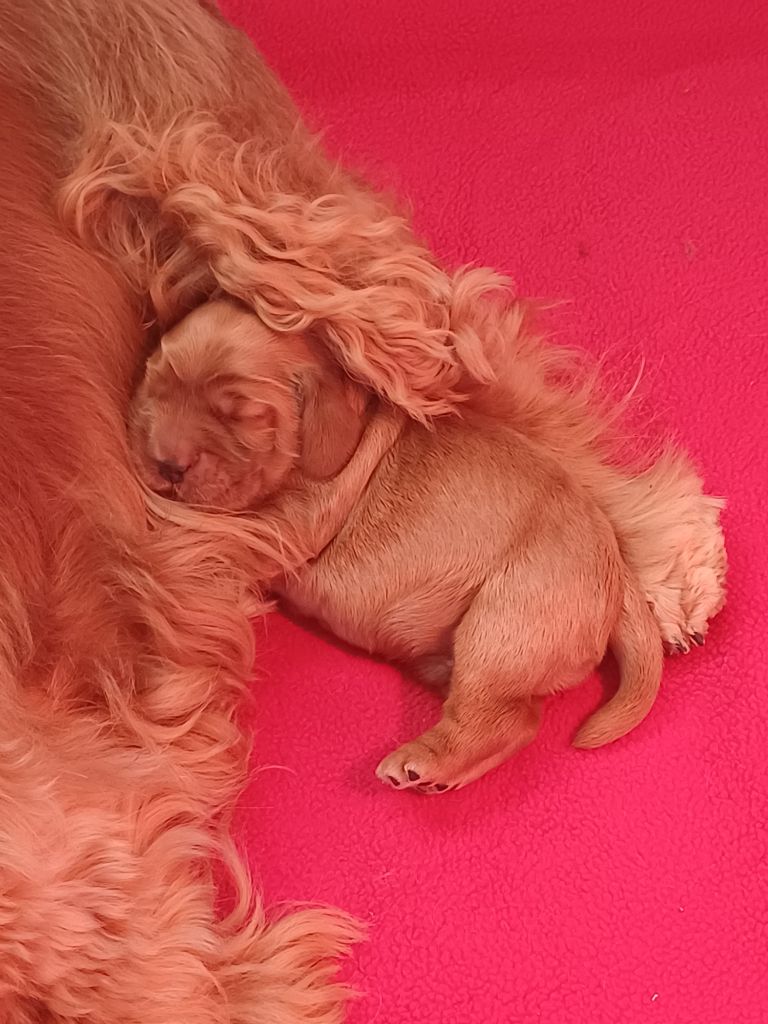 des Fleurs de Garrigues - Chiots disponibles - Cocker Spaniel Anglais