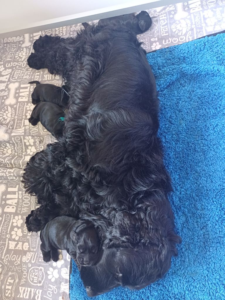 des Fleurs de Garrigues - Chiots disponibles - Cocker Spaniel Anglais