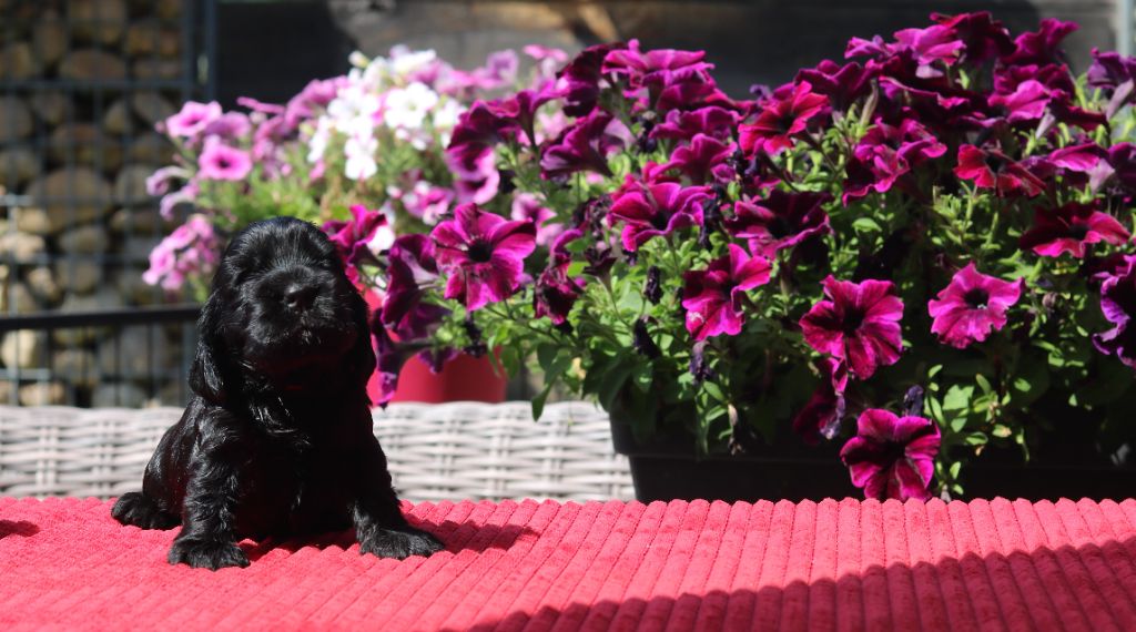 des Fleurs de Garrigues - Chiots disponibles - Cocker Spaniel Anglais