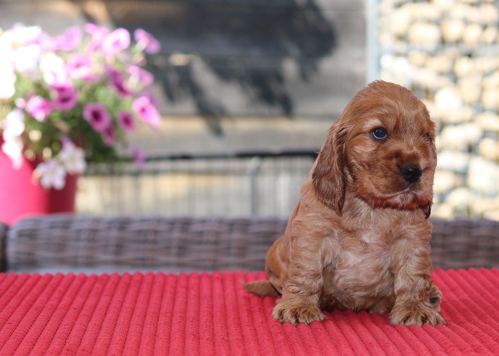 des Fleurs de Garrigues - Chiots disponibles - Cocker Spaniel Anglais