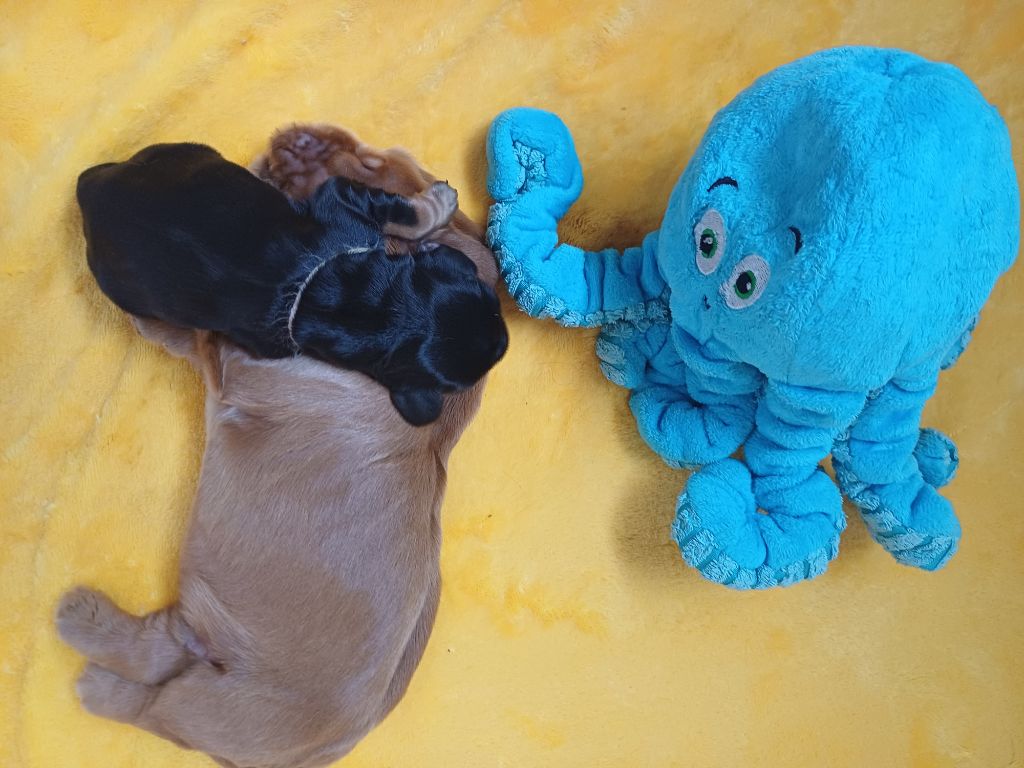 des Fleurs de Garrigues - Chiots disponibles - Cocker Spaniel Anglais